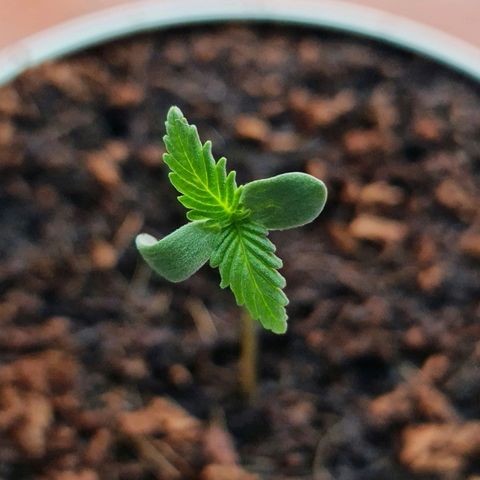 Runtz Auto growlog timeline photo