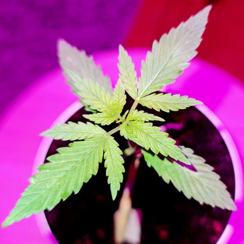 Runtz Auto growlog timeline photo
