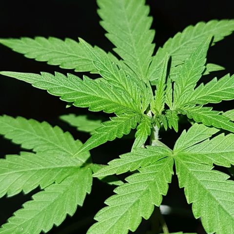 Runtz Auto growlog timeline photo