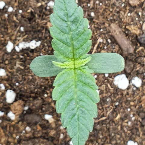 Faustine growlog timeline photo
