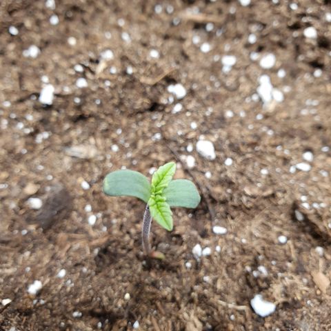Faustine growlog timeline photo