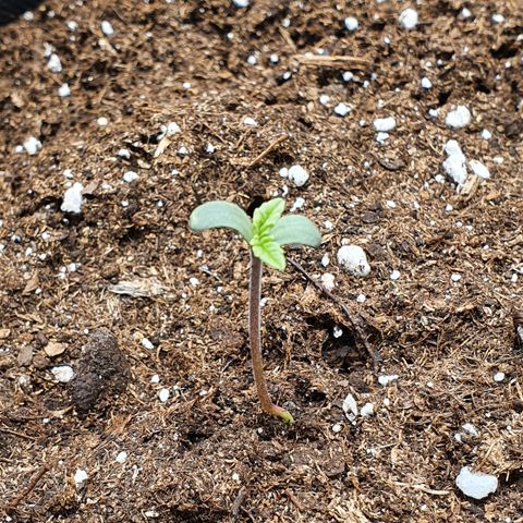 Faustine growlog timeline photo