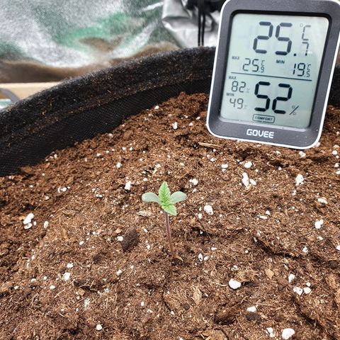 Faustine growlog timeline photo