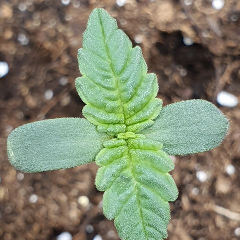 Faustine growlog timeline photo