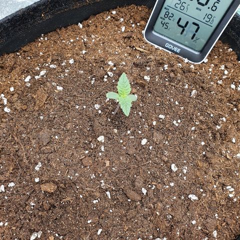 Faustine growlog timeline photo