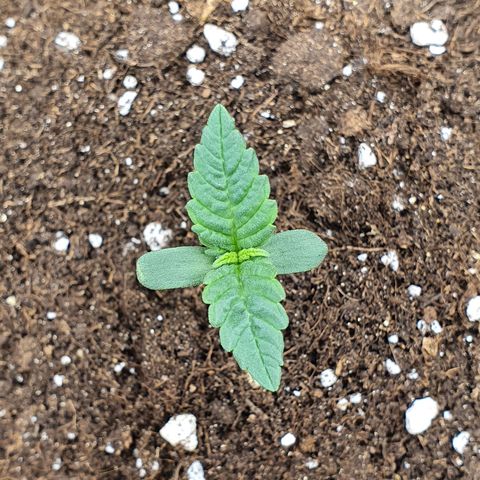 Faustine growlog timeline photo