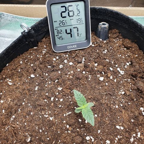 Faustine growlog timeline photo
