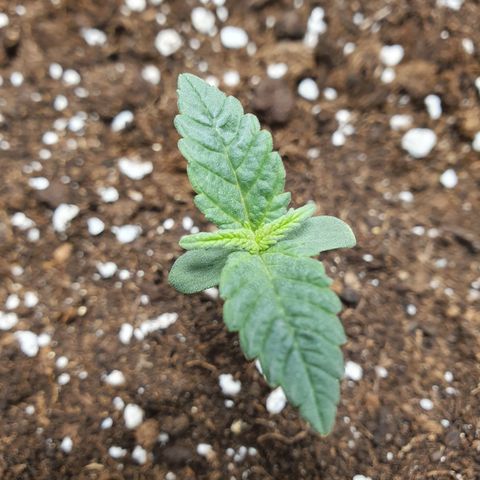 Faustine growlog timeline photo