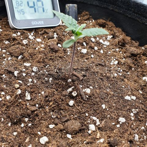 Faustine growlog timeline photo