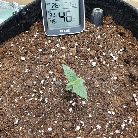 Faustine growlog timeline photo
