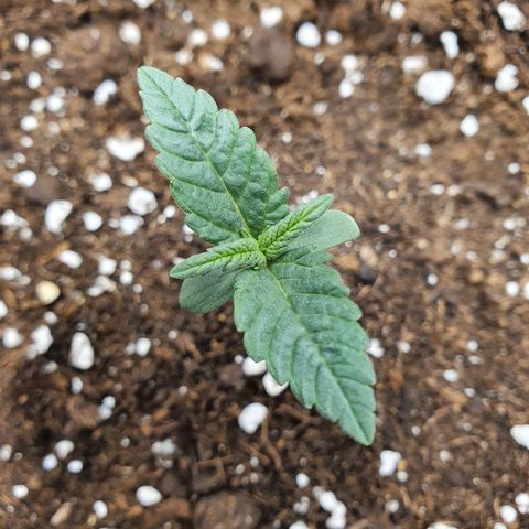 Faustine growlog timeline photo