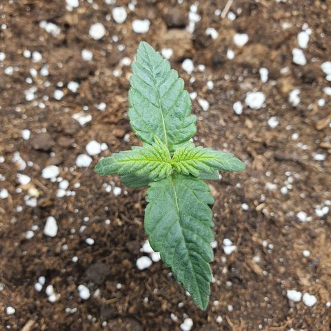 Faustine growlog timeline photo