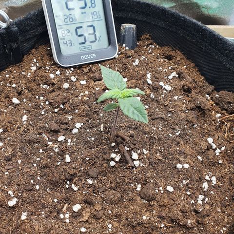 Faustine growlog timeline photo