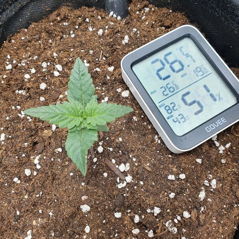 Faustine growlog timeline photo