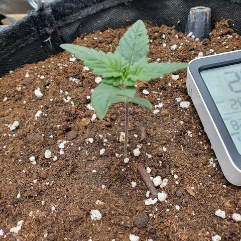 Faustine growlog timeline photo