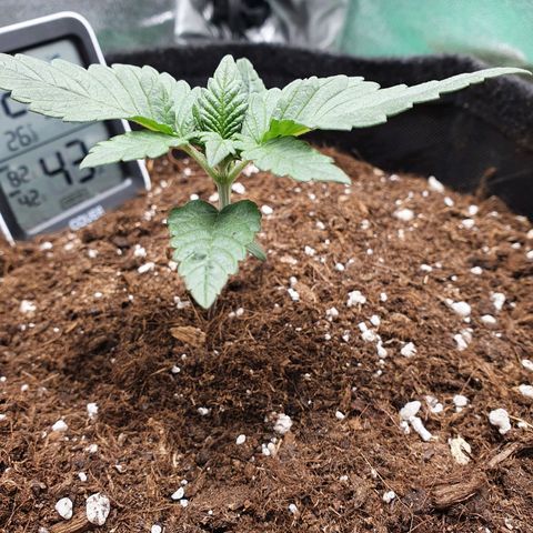 Faustine growlog timeline photo