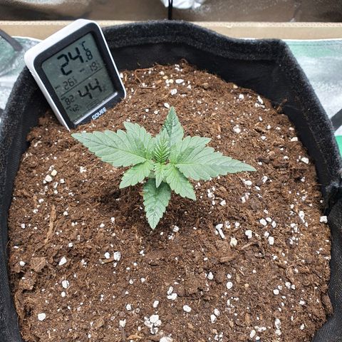 Faustine growlog timeline photo