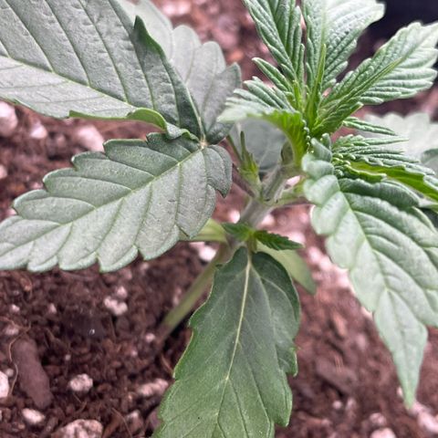 Gushers  growlog photo: Grow light is HLG diablo Using a 5’3’grow tent for 3 different plants 