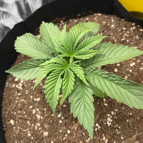 Gushers  growlog timeline photo
