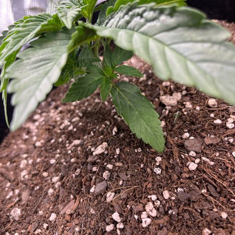 Gushers  growlog timeline photo