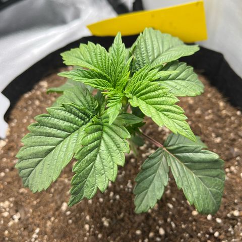 Triple g growlog timeline photo