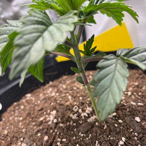 Triple g growlog timeline photo