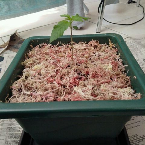 Pineapple growlog timeline photo