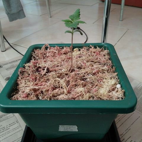 Quantum growlog timeline photo