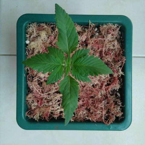 Quantum growlog timeline photo