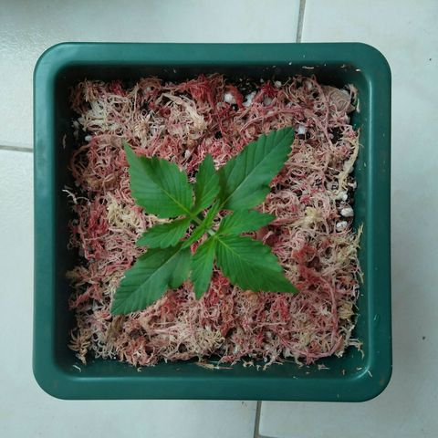 Pineapple growlog timeline photo