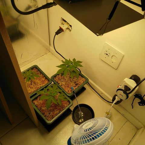 WW growlog timeline photo