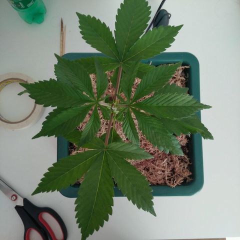 Quantum growlog timeline photo