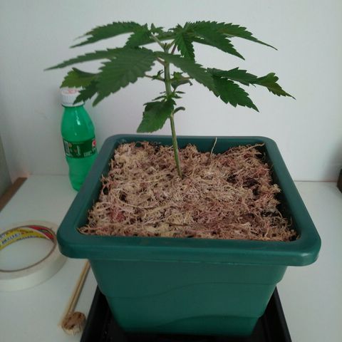 Quantum growlog timeline photo