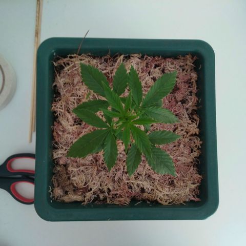 WW growlog timeline photo