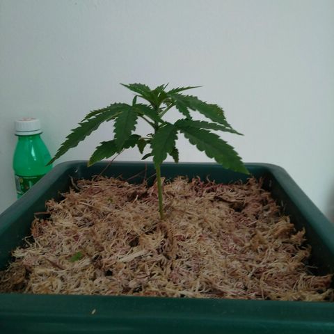 WW growlog timeline photo