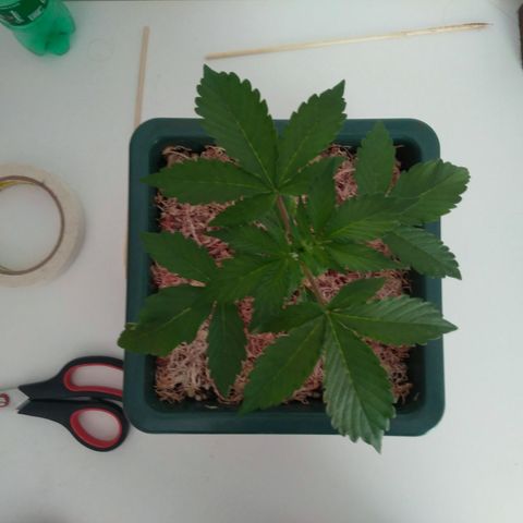 Pineapple growlog timeline photo