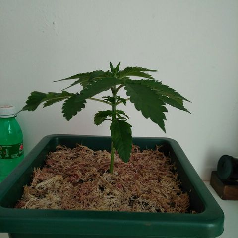 Pineapple growlog timeline photo