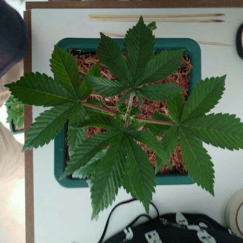 Quantum growlog timeline photo