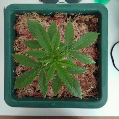 WW growlog timeline photo