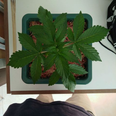 Pineapple growlog timeline photo