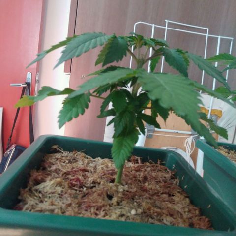 Pineapple growlog timeline photo