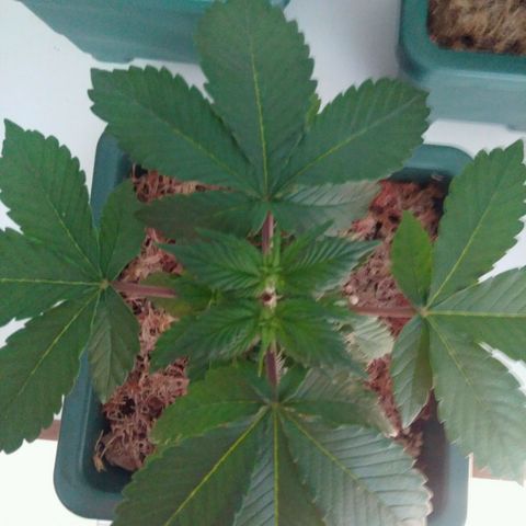 Pineapple growlog timeline photo