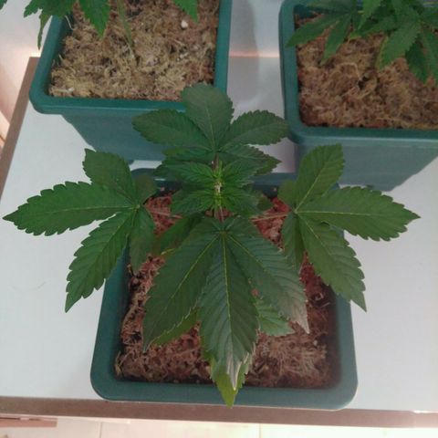 Pineapple growlog timeline photo