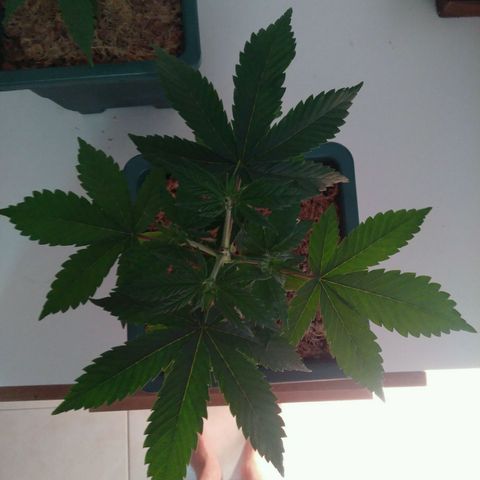 Quantum growlog timeline photo