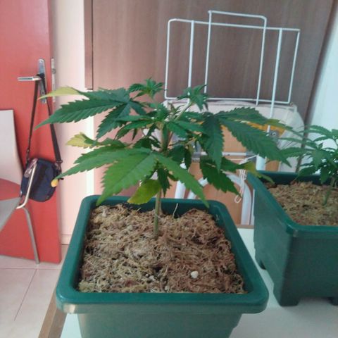 Quantum growlog timeline photo