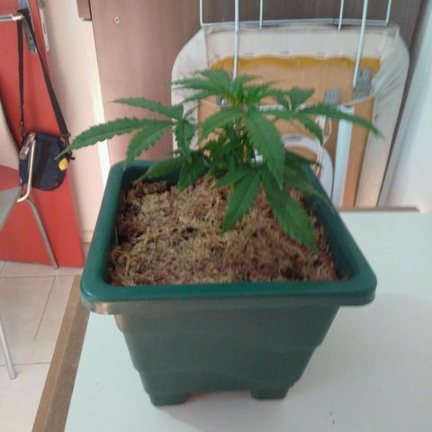WW growlog timeline photo