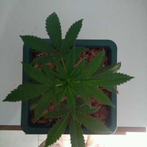 WW growlog timeline photo