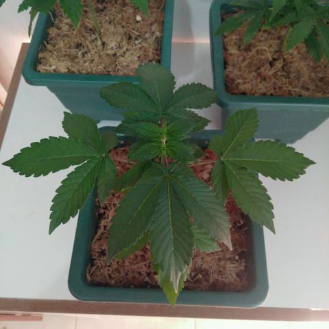 Pineapple growlog timeline photo