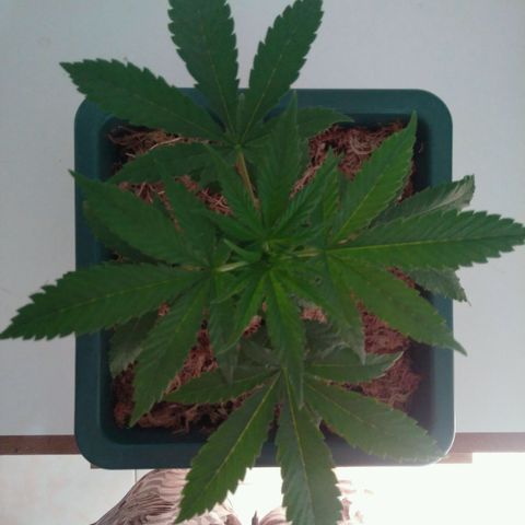 WW growlog timeline photo