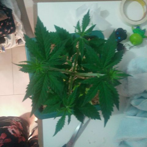 Quantum growlog timeline photo